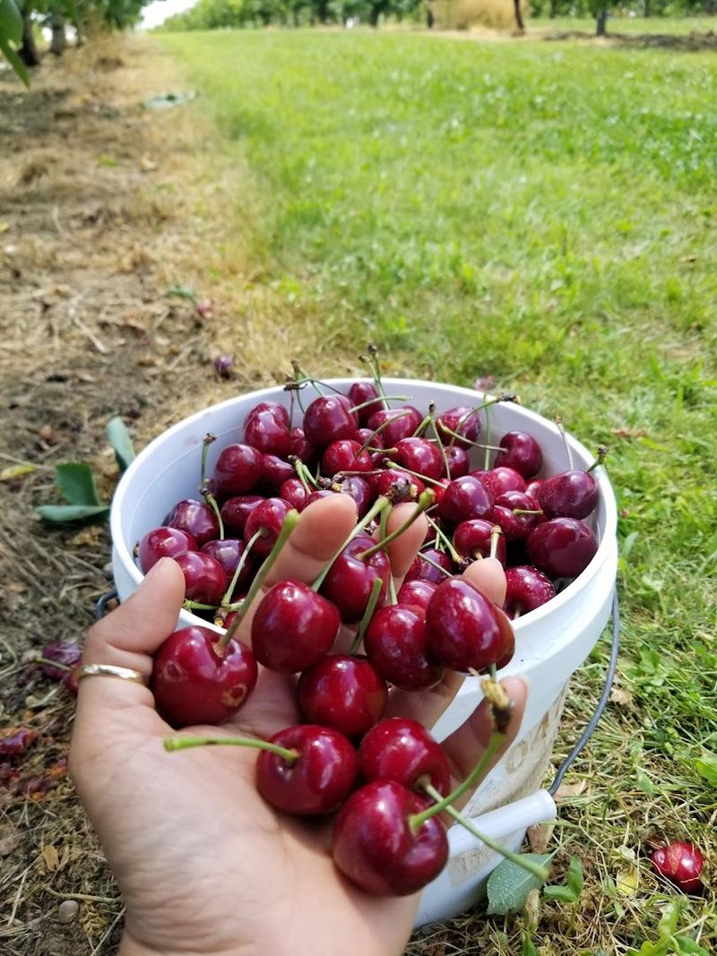 Cherry Hill Orchards (Lancaster)