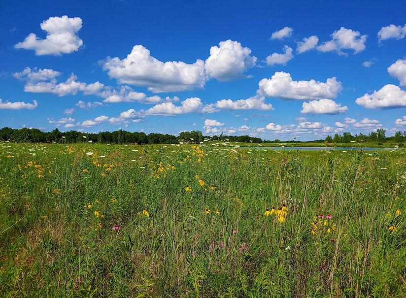 Brushy Creek State Recreation Area, Lehigh, Webster County