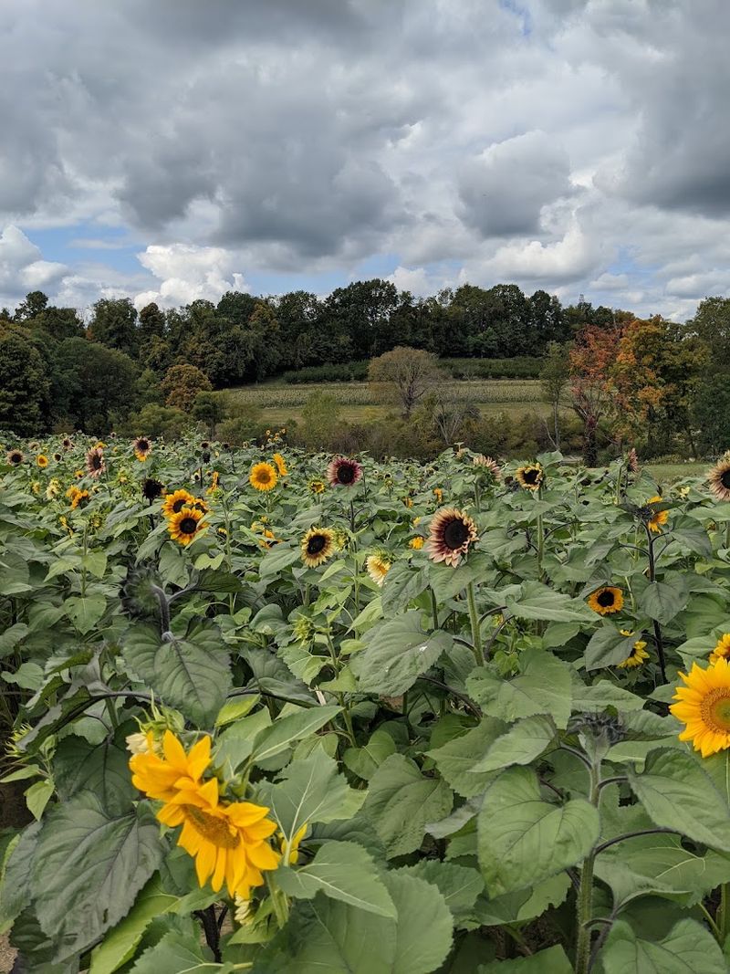 Triple B Farms