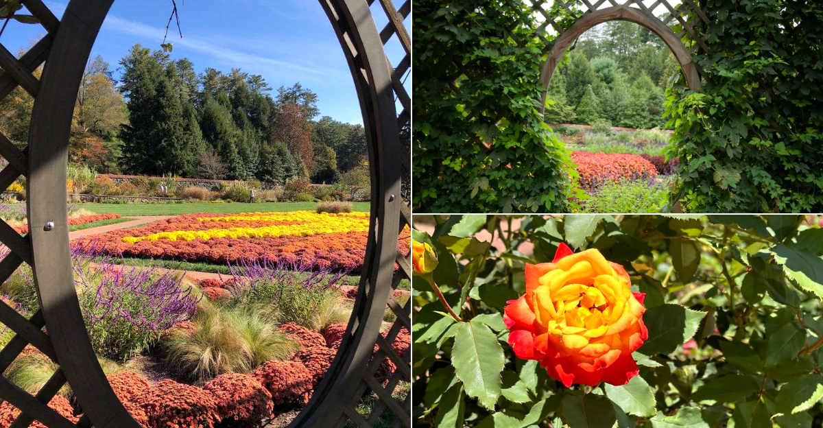 You Need To Experience This North Carolina Rose Garden With 2,000 Roses Blooming Inside America’s Largest Estate