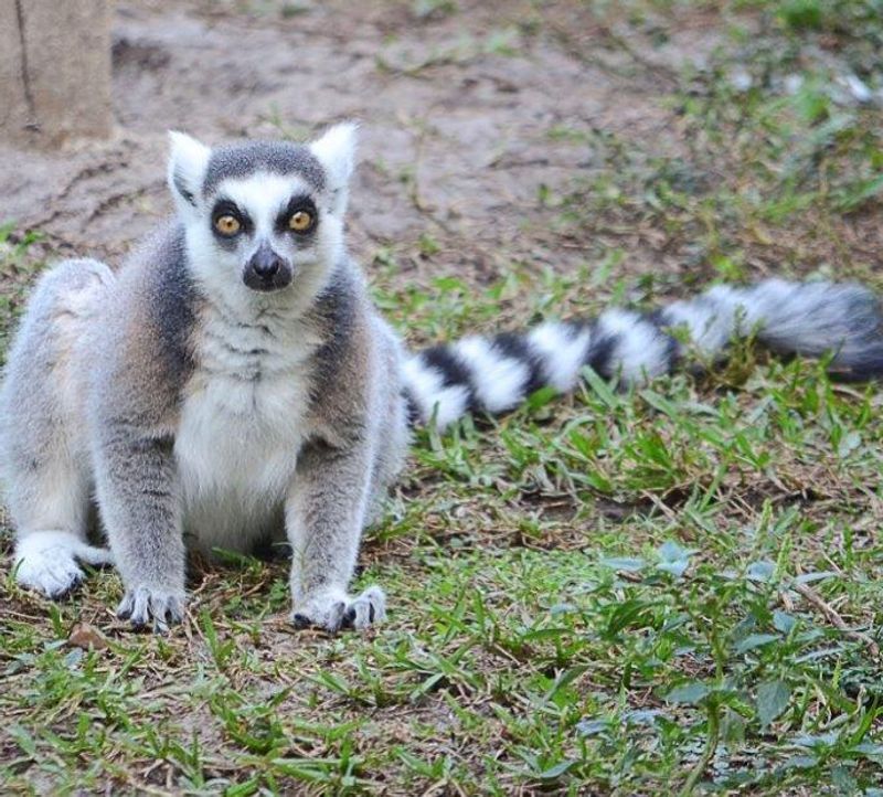 ZooTampa at Lowry Park - Tampa