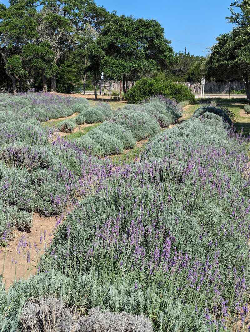 Hill Country Lavender, Blanco, Blanco County