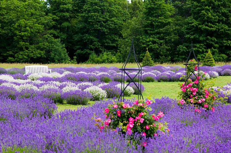 Fragrant Isle Lavender Farm, Washington Island, Door County