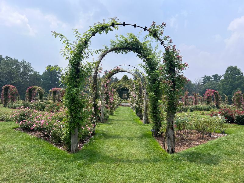 Rose-Filled Wonder at Elizabeth Park - West Hartford