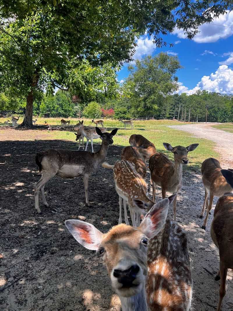 Hollywild Animal Park, Wellford, Spartanburg County