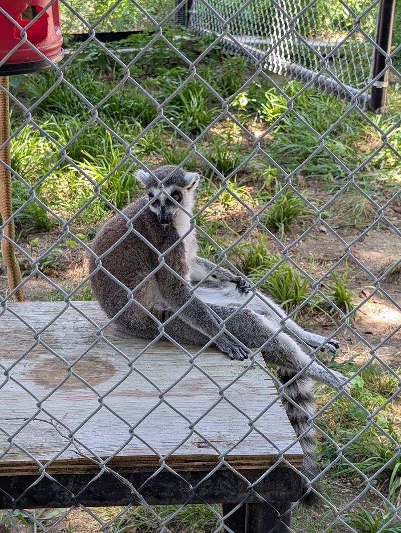 In-Sync Exotics Wildlife Rescue & Educational Center - Wylie