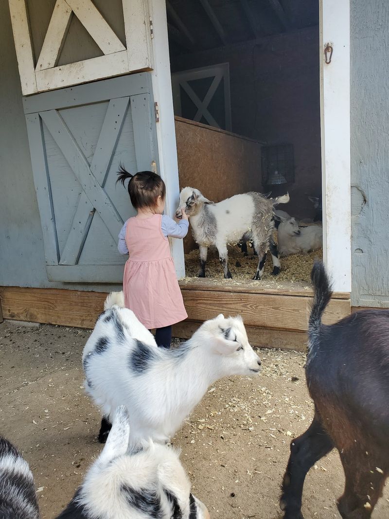 Animal Farm Petting Zoo