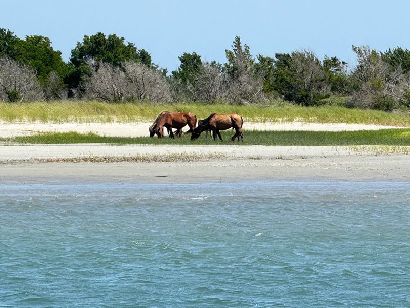 The Crystal Coast's Hidden Side: Rachel Carson Reserve (Beaufort)
