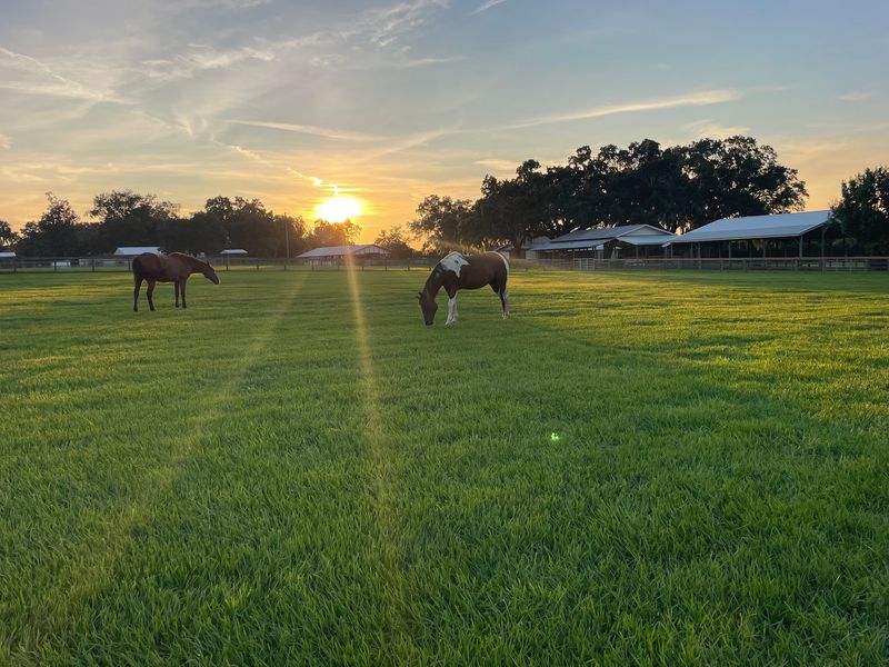 Triple C Ranch - Brooksville