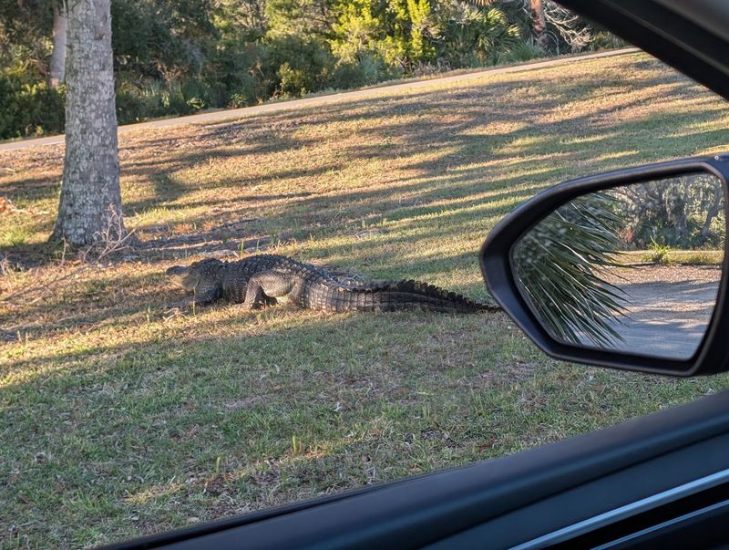 Wildlife Sightings Beyond The Birds