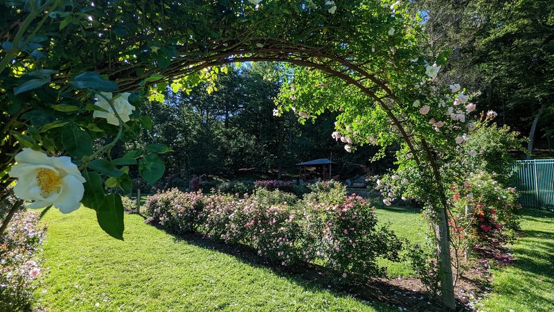 Classic Rose Time at Norwich Rose Garden - Norwich