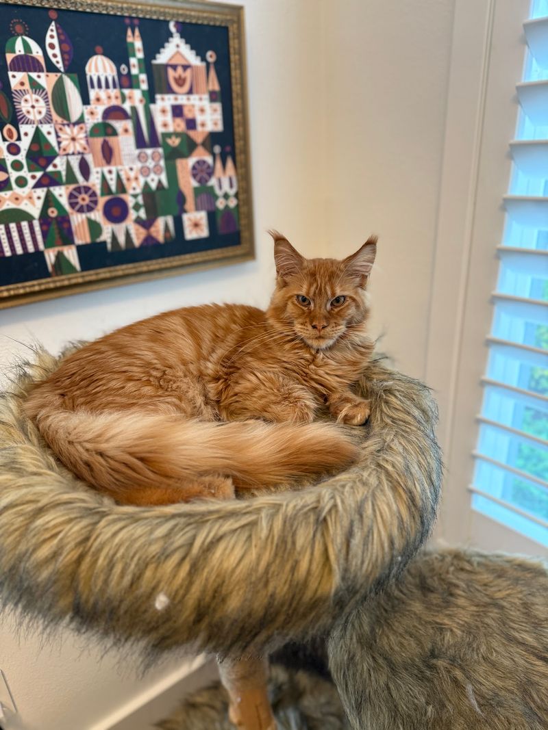 Meet the Majestic Maine Coons That Make the Manor Special