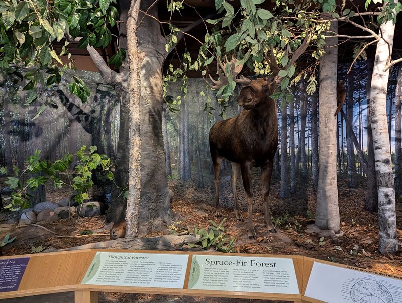 Life-Size River Dioramas That Feel Startlingly Real