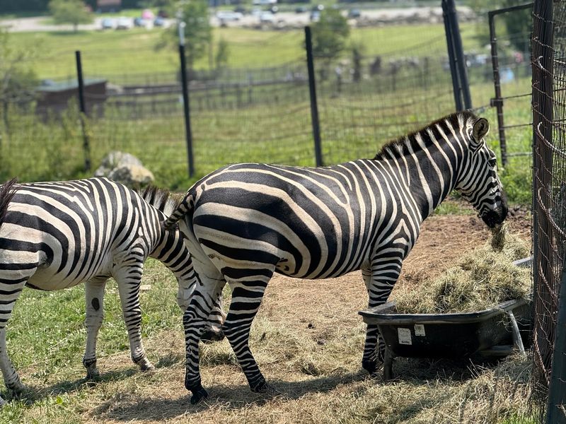 Meet More Than 350 Exotic and Domestic Animals