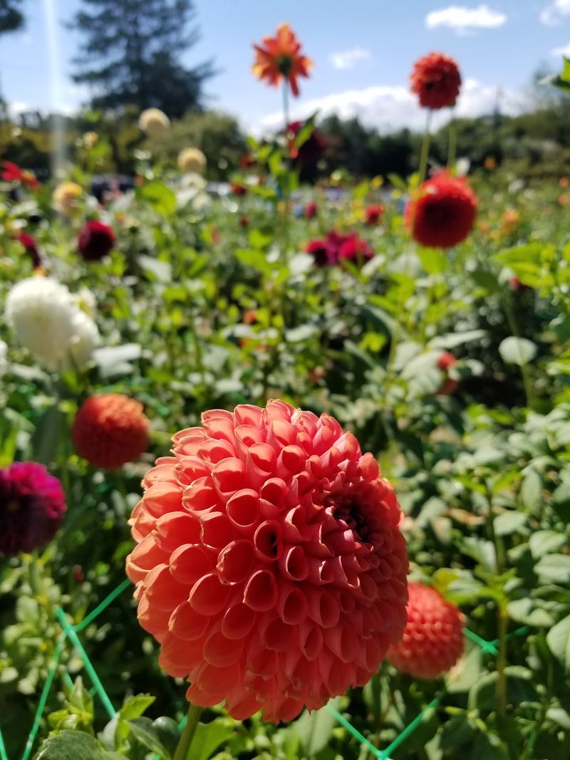 Dahlias That Steal the Spotlight