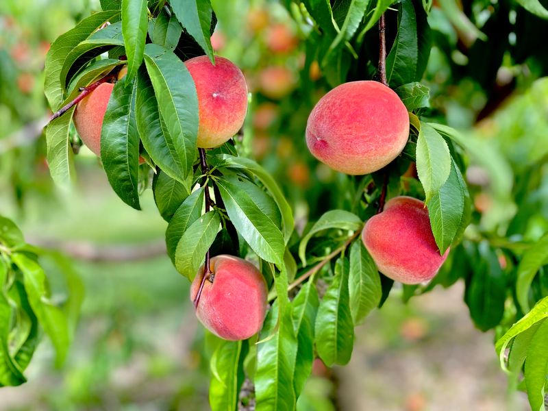 Pick Your Own Fruit Changes With the Seasons