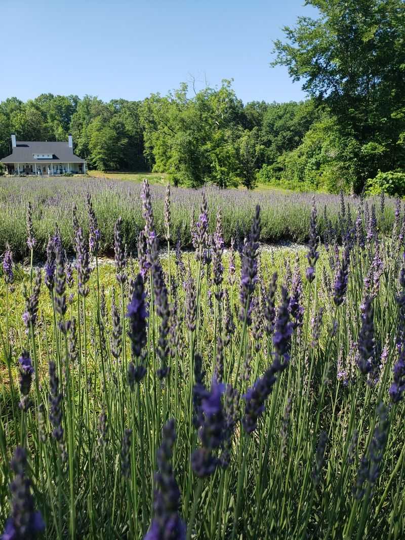 Plan Your Visit Before The Purple Season Slips Away