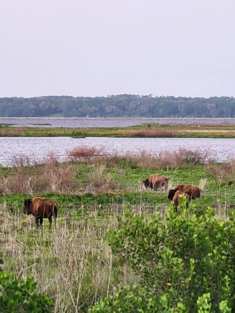 A Florida Landscape That Feels Almost Wild West