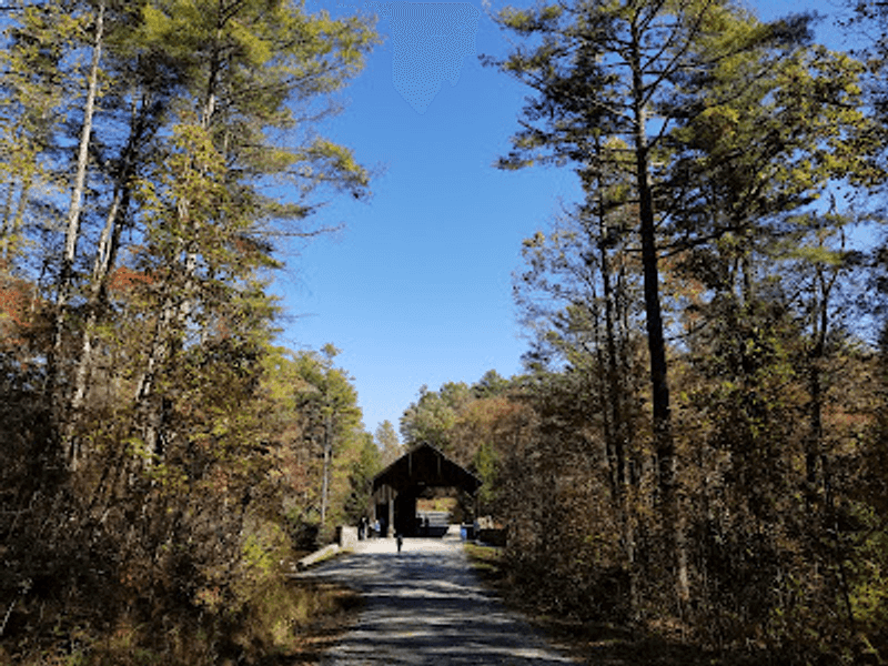The Forest Walk Builds the Anticipation