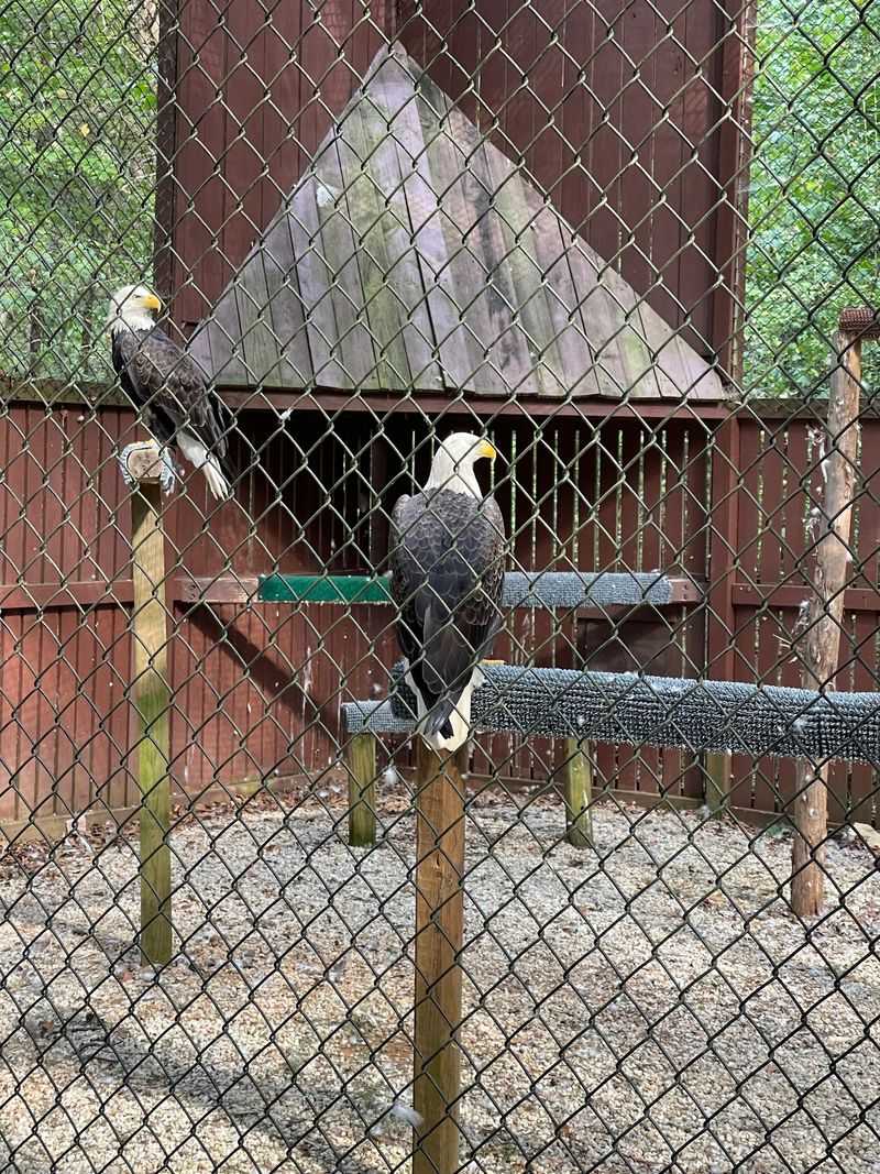 Meet Rescued Eagles With Incredible Survival Stories