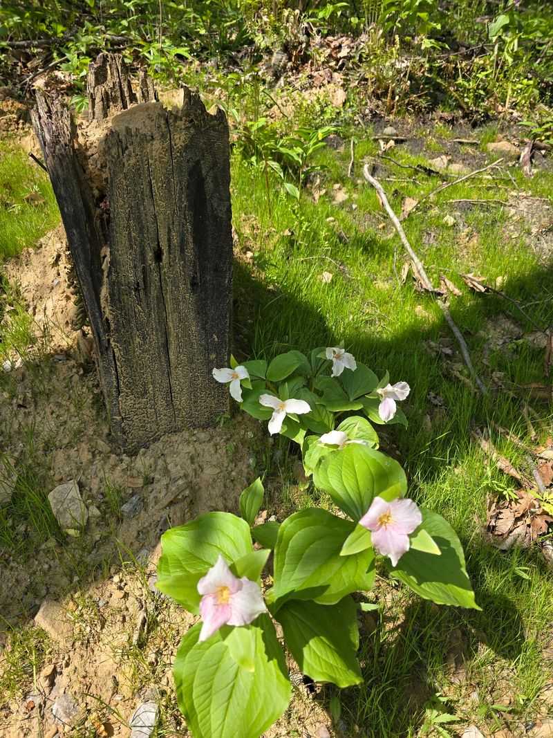 Spring Wildflowers That Transform the Forest
