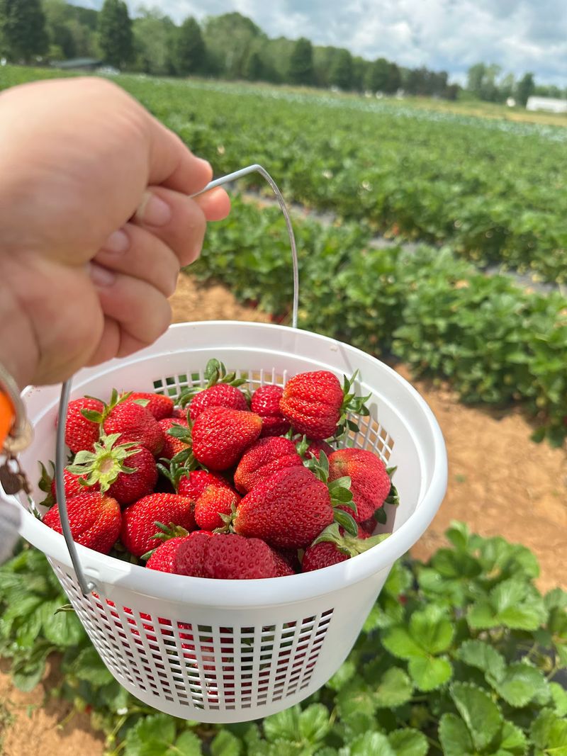 Pick-Your-Own Produce Straight From the Fields