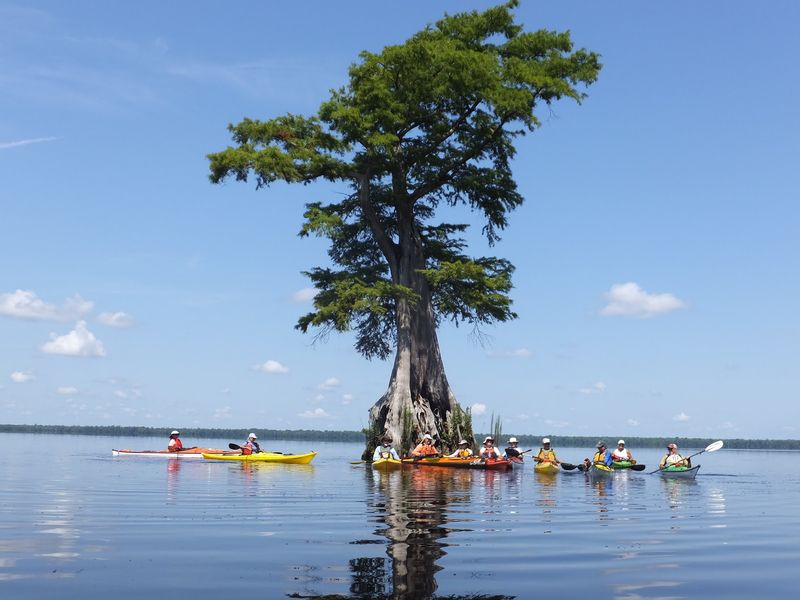 Meet Lake Drummond, Virginia's Mysterious Natural Lake