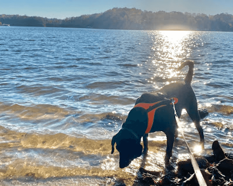 Pet-Friendly Energy and Friendly Park Life