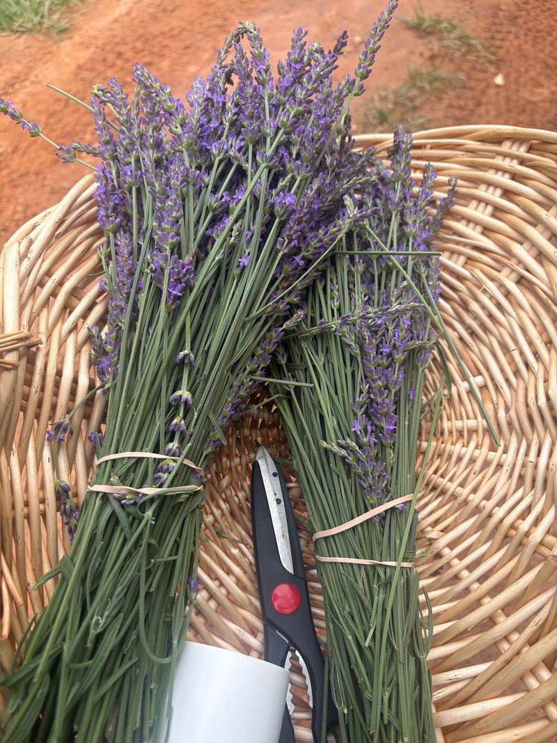 Picking Lavender Without Feeling Clueless