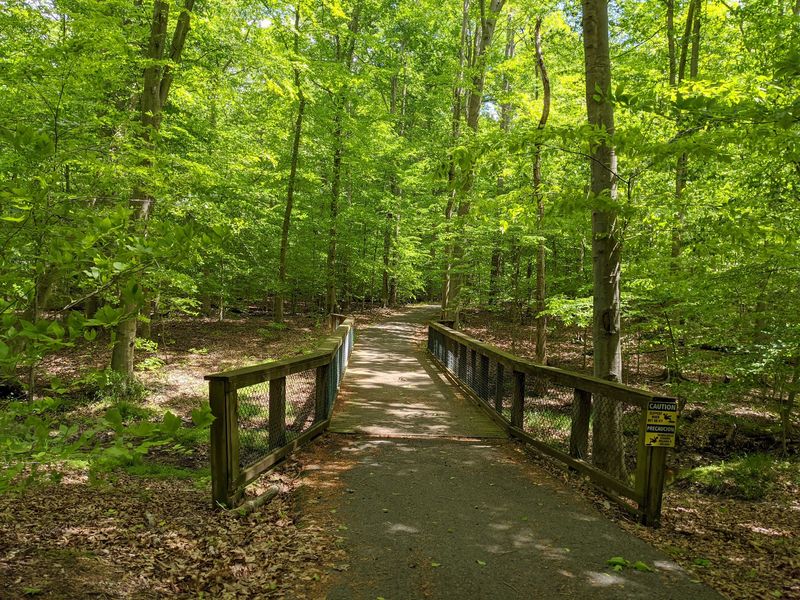 Forest Paths Made for Slow Wandering