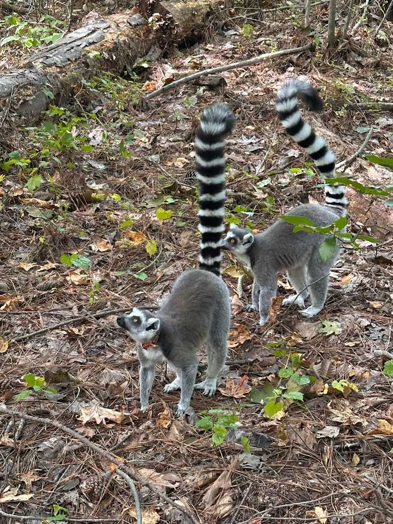 Why This Is the Largest and Most Diverse Lemur Population Outside Madagascar