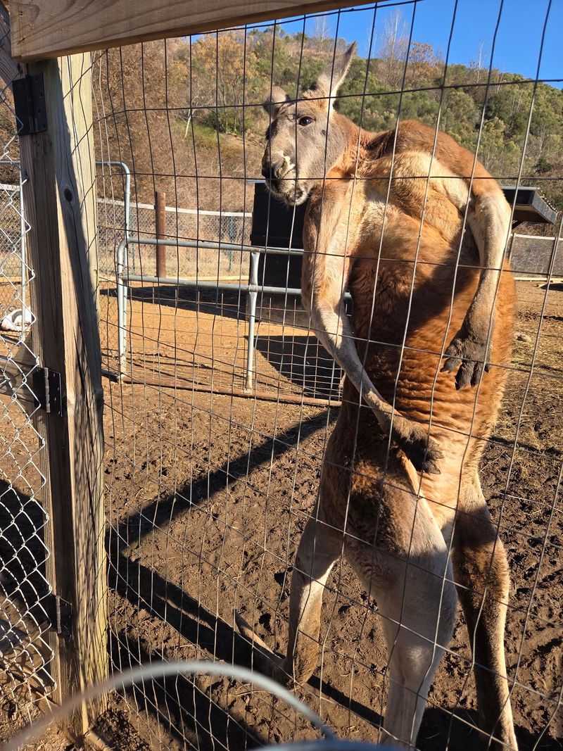 Meet Exotic Animals Without a Huge Zoo Crowd
