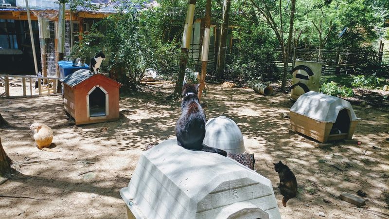 Hundreds Of Cats, Many Second Chances