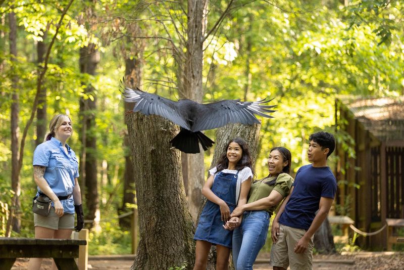 Daily Programs Bring Raptors To Life