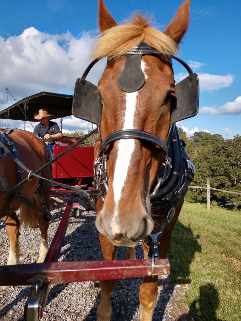 Horses That Feel Like Living History