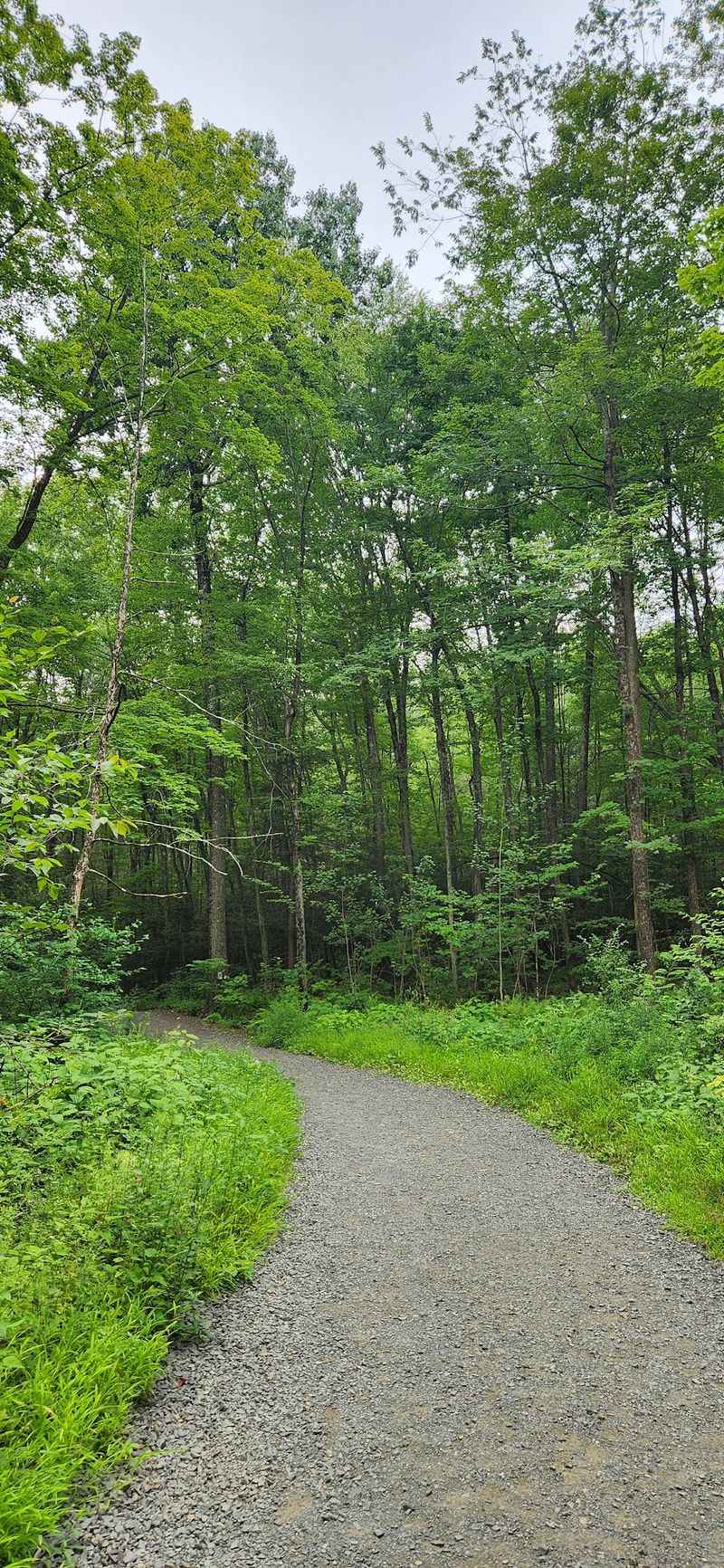 The Forest Keeps a Secret - Talcott Hiking Trail