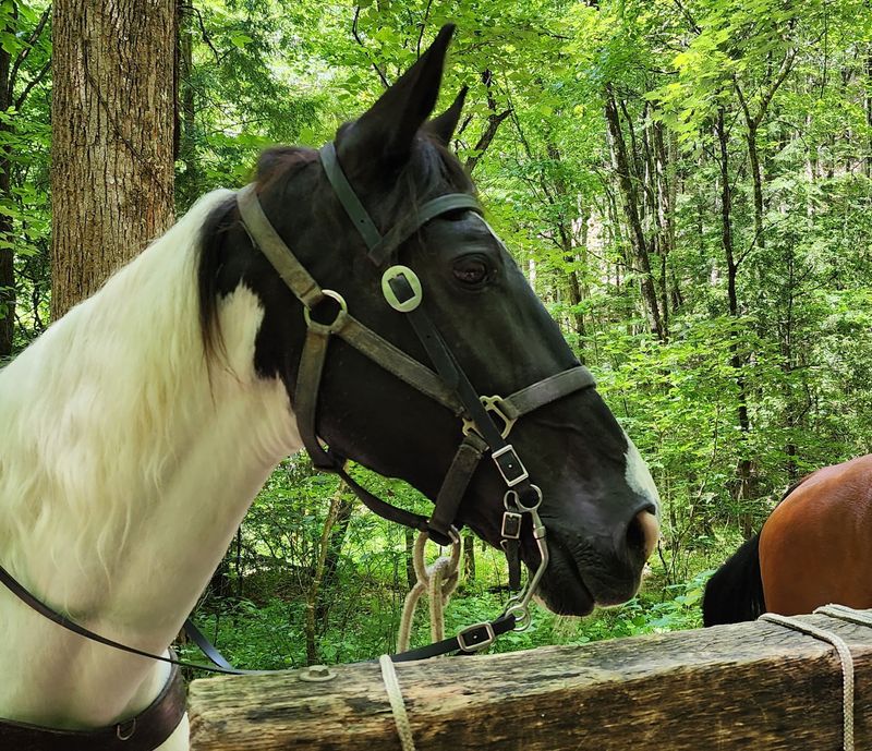 Horses Matched To Real People