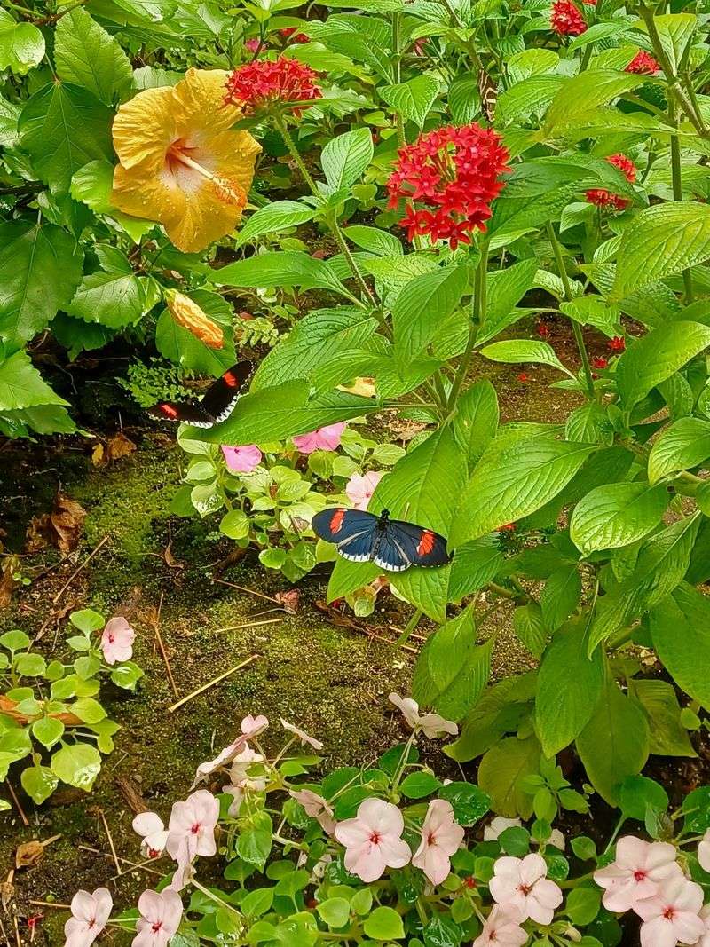 Butterflies That Drift Like Living Confetti