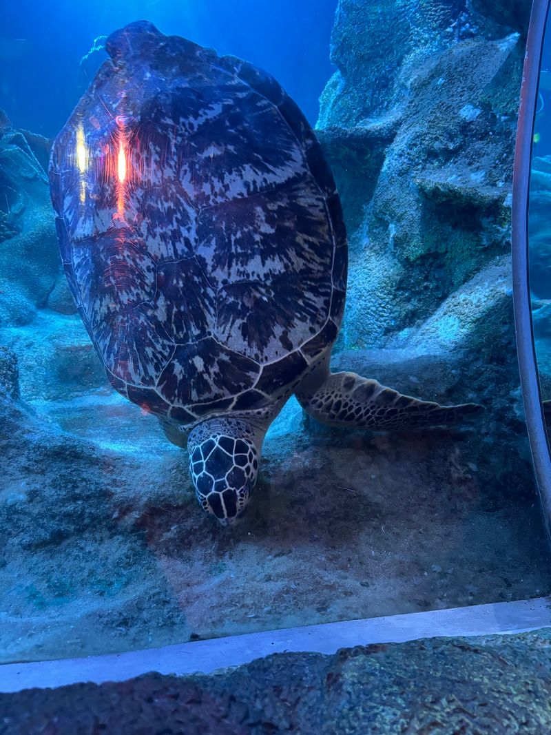Neptune The Sea Turtle Moment
