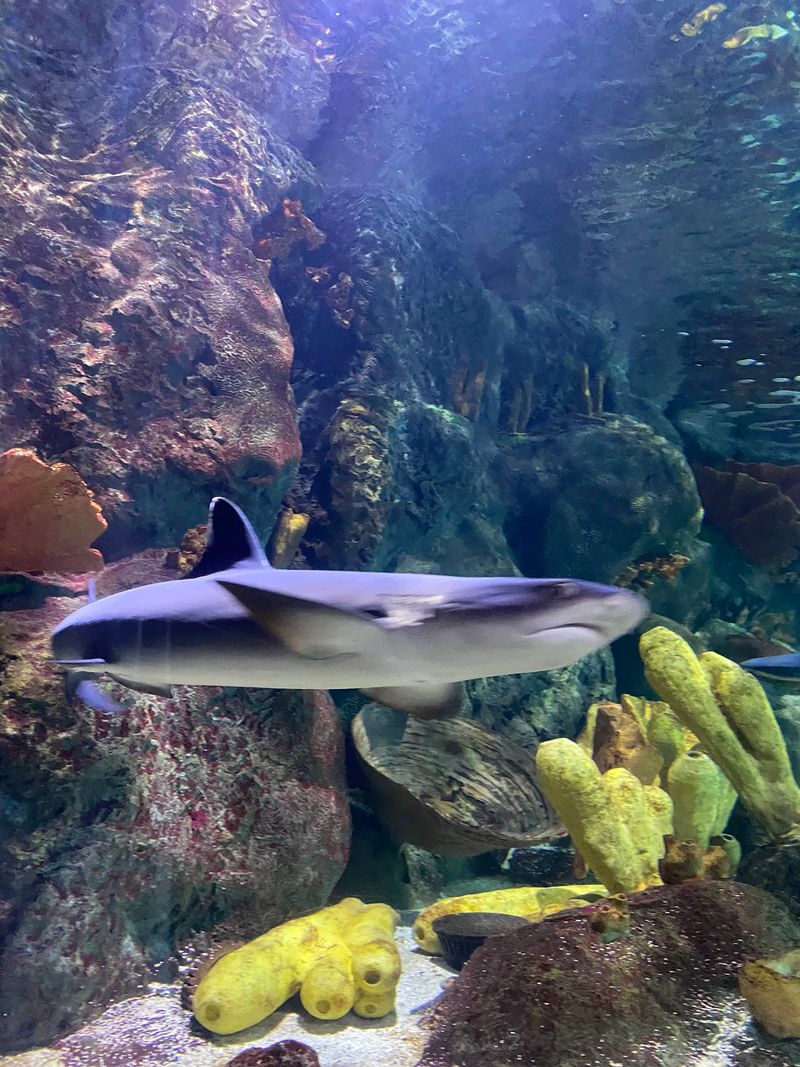 Giant Sharks Steal the Show
