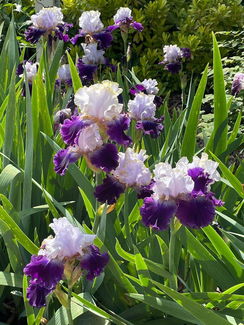 More Than 6,000 Different Plant Varieties