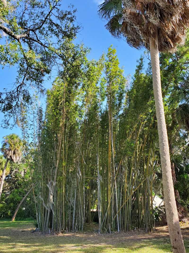Learn How Robert Gamble Built His Sugar Plantation