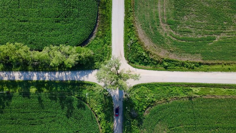 Tree in the Middle of the Road - Brayton