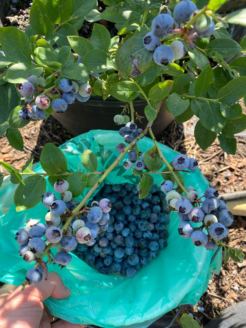 U-Pick Blueberry Rows With Fourteen Varieties
