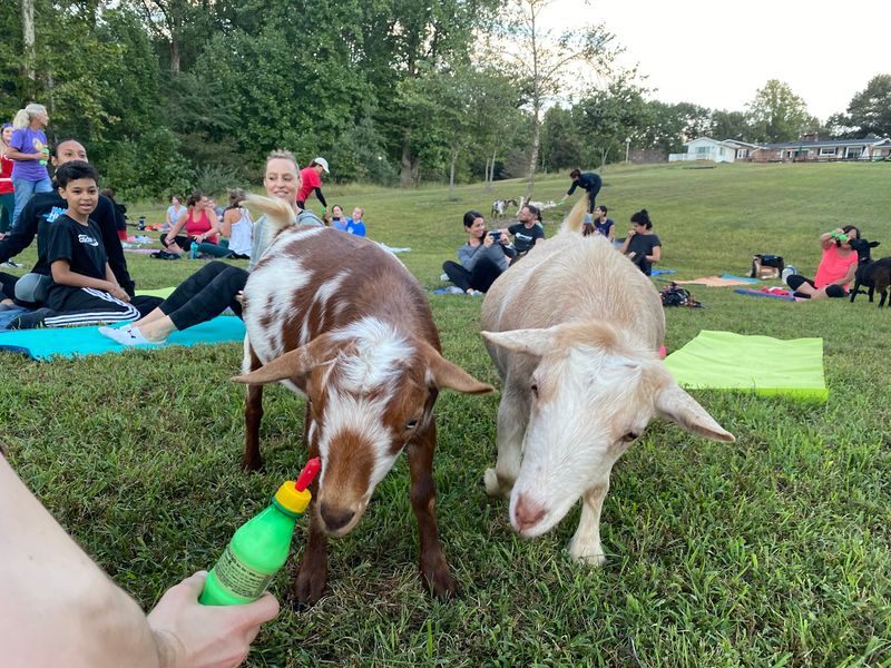 The Little Goat Farm at the Lake - Nokesville