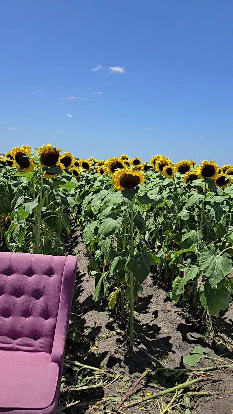 Southern Hill Farms - Clermont