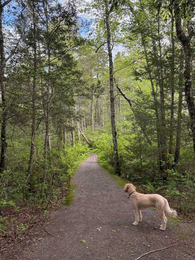 Pachaug State Forest Cabins, Voluntown, New London County