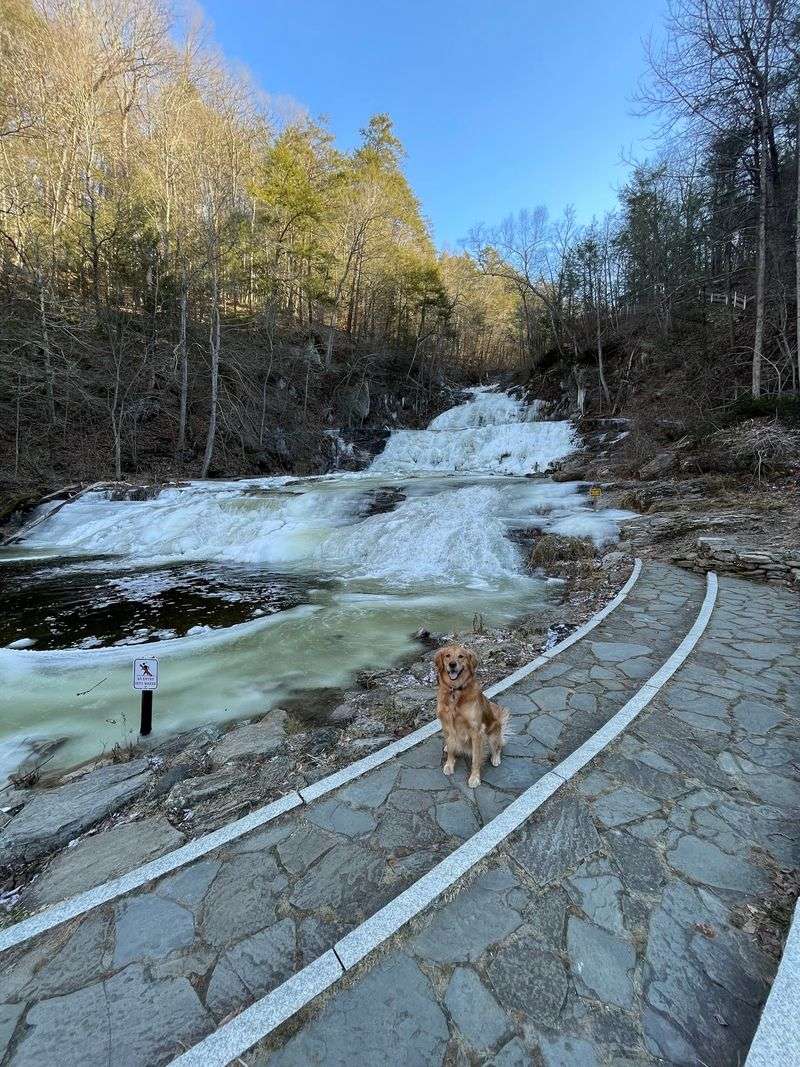 A Dog-Friendly Haven Where Pups Can Join the Adventure