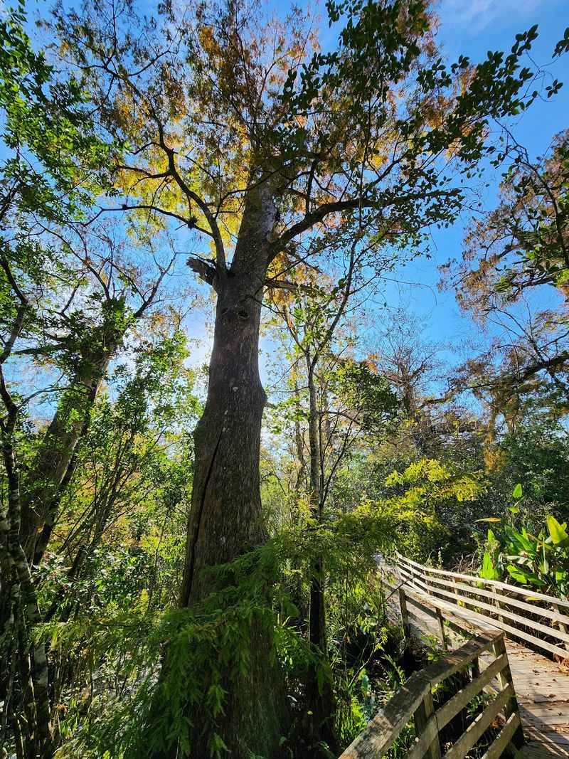 Corkscrew Swamp Sanctuary - Naples, Collier County