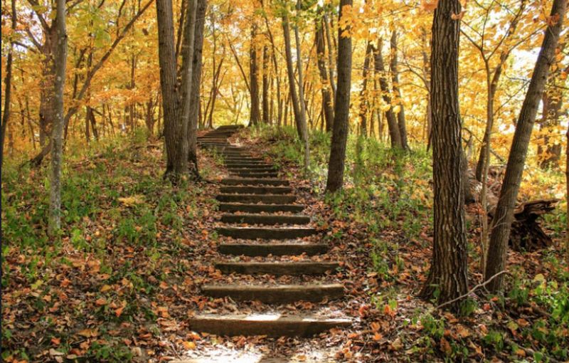 Shaded Trails Bring Birds, Deer, and Quiet Moments